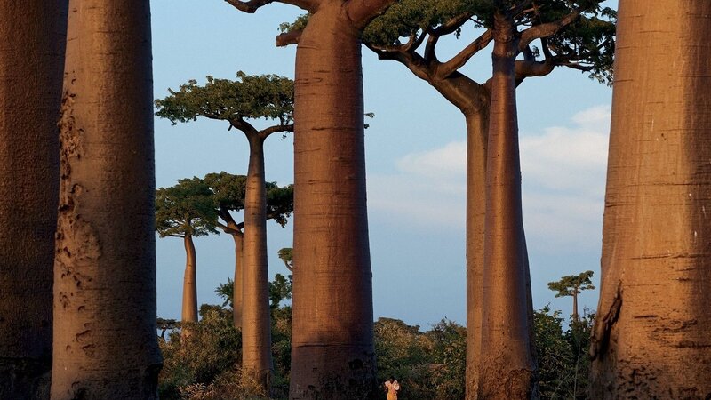 Baobab trees in Madagascar