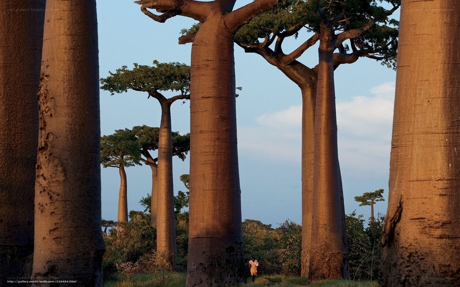 Baobab trees in Madagascar
