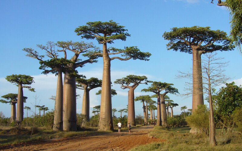 Baobab Trees in Savanna — Blue, Serene, Afternoon, Photograph