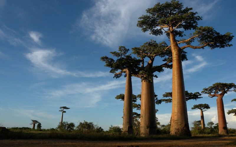 Baobab Trees in Savanna — Blue, Serene, Afternoon