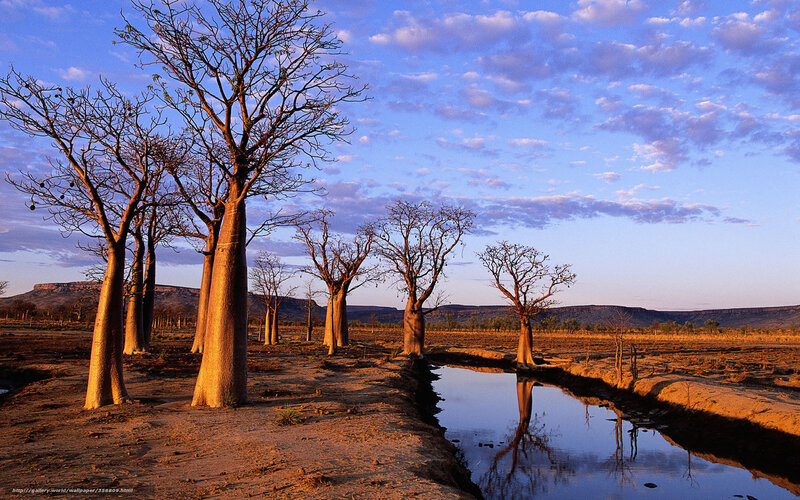 Baobab Trees in Savanna — Blue, Serene, Sunset