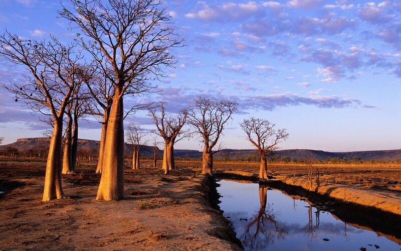 Baobab Trees in Savanna — Blue, Serene