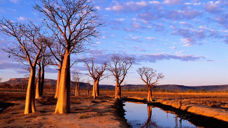 Baobab Trees in Savanna — Blue
