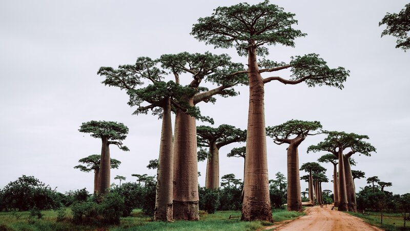 Baobab Trees in Savanna — Brown
