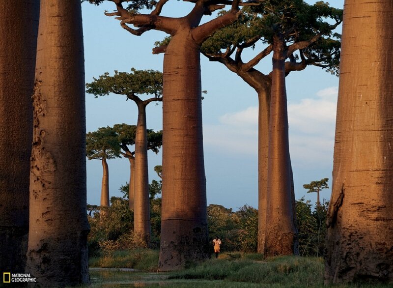 Baobab Trees in Savanna