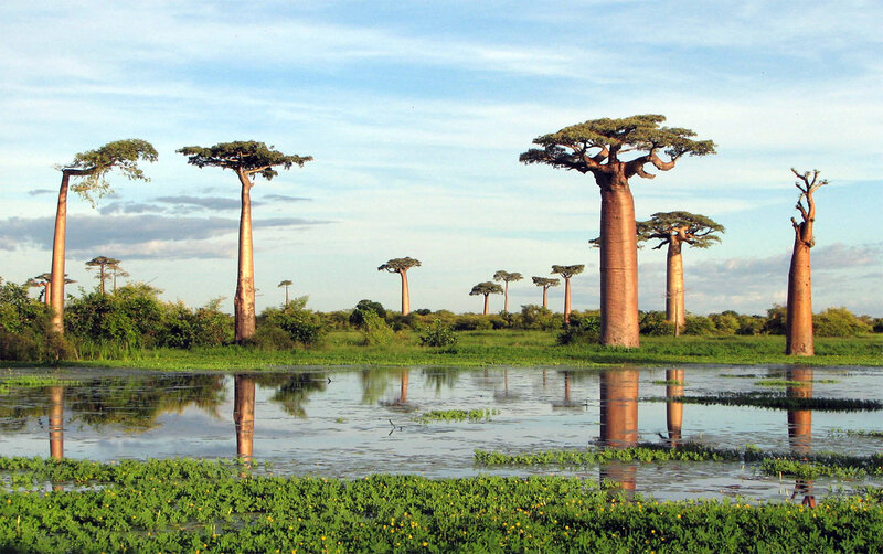 Baobab Trees in Wetland