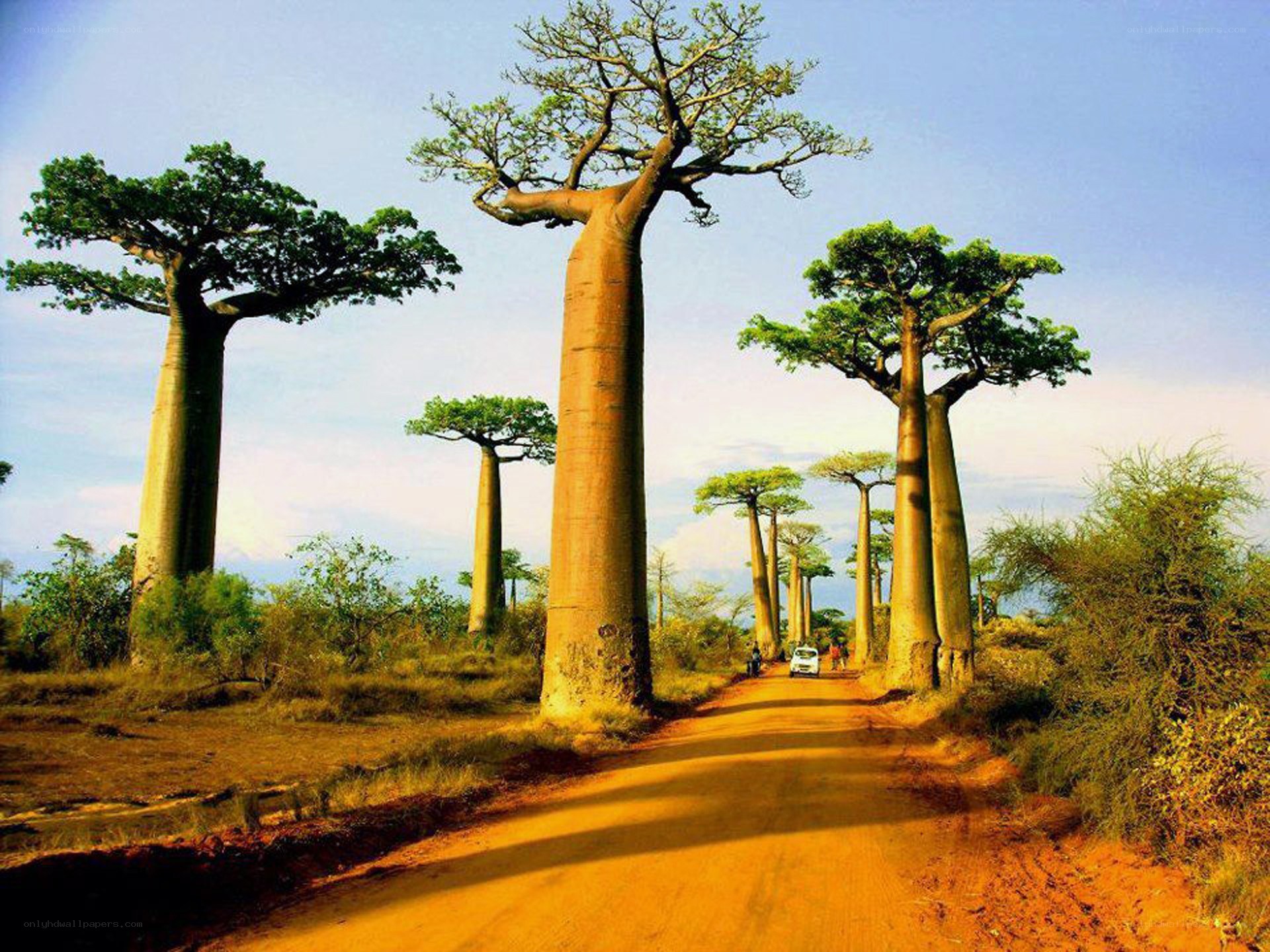 Baobab trees on a dirt road