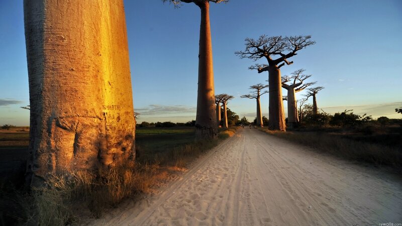 Baobab Trees on Dirt Road — Blue, Serene