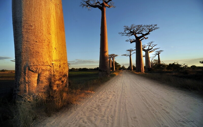 Baobab Trees on Dirt Road — Blue