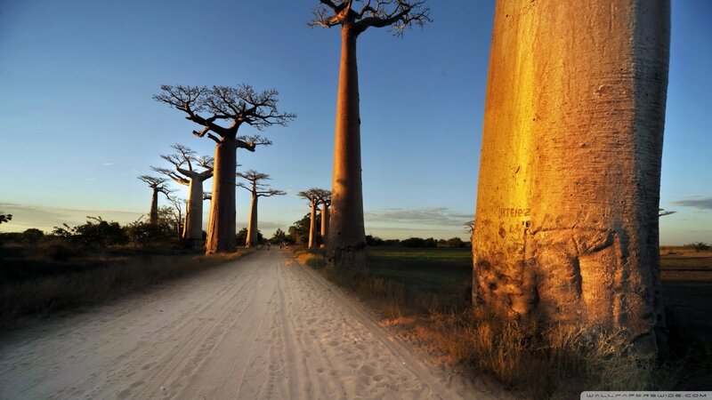 Baobab Trees on Dirt Road