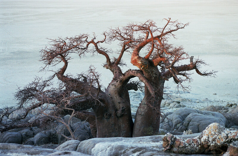 Baobab trees on rocky shore