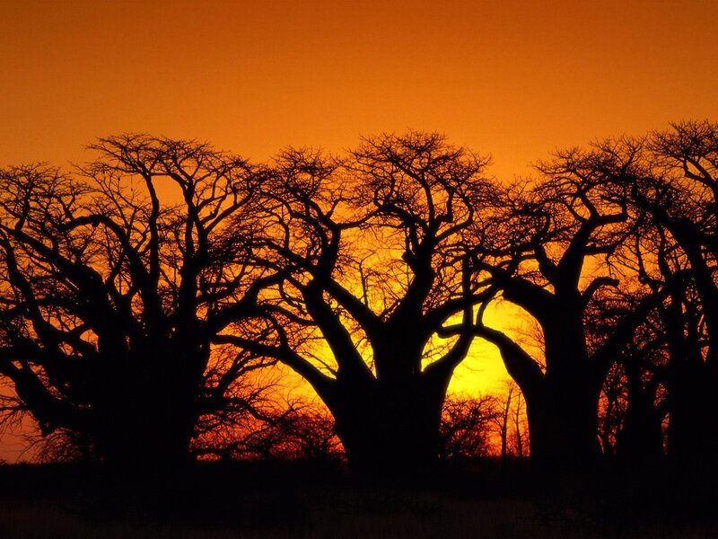 Baobab Trees Silhouette — Orange, Dramatic, Sunset, Photograph