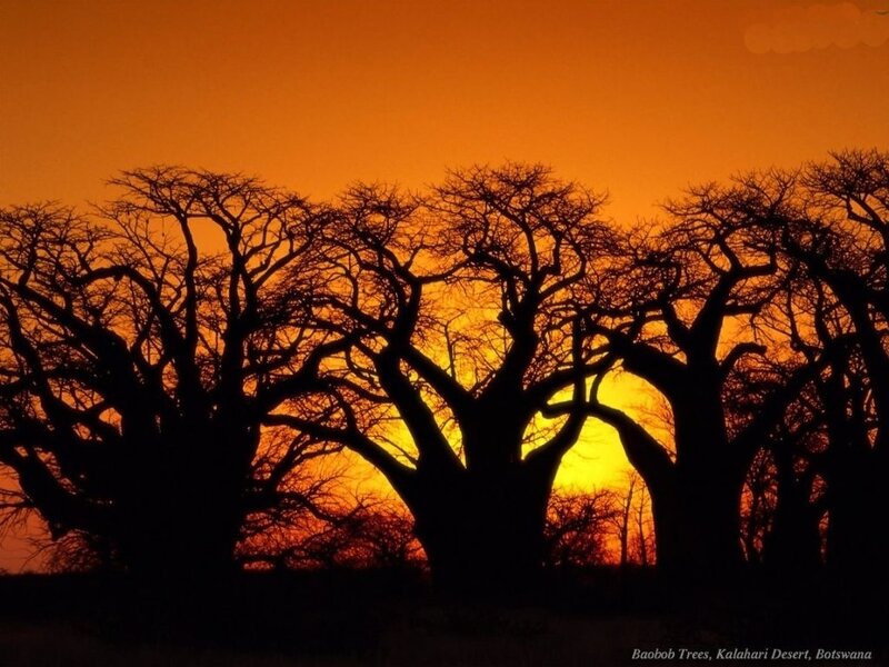 Baobab Trees Silhouette — Orange, Dramatic