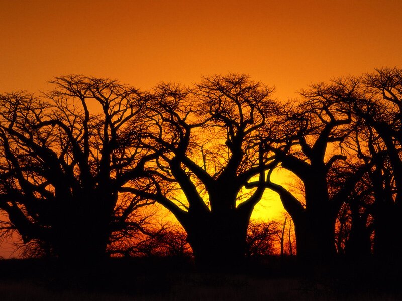Baobab Trees Silhouette — Orange