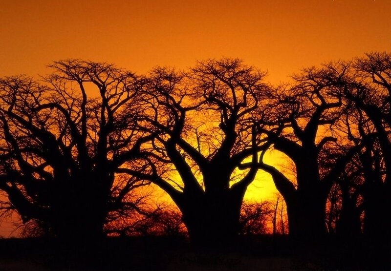 Baobab Trees Silhouette