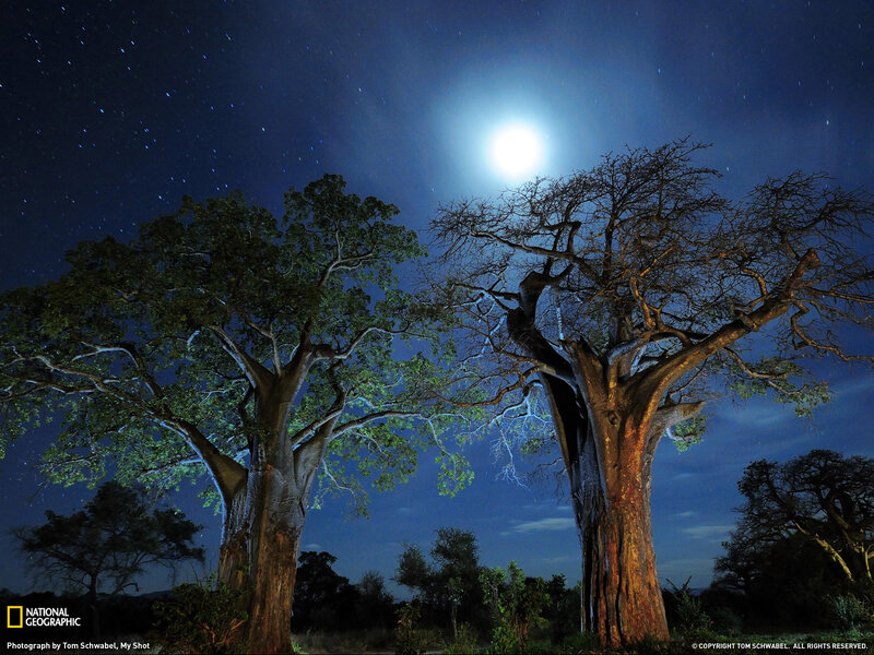 Baobab trees under moonlight