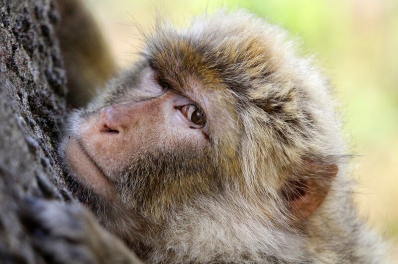 Barbary Macaque Monkey — Brown