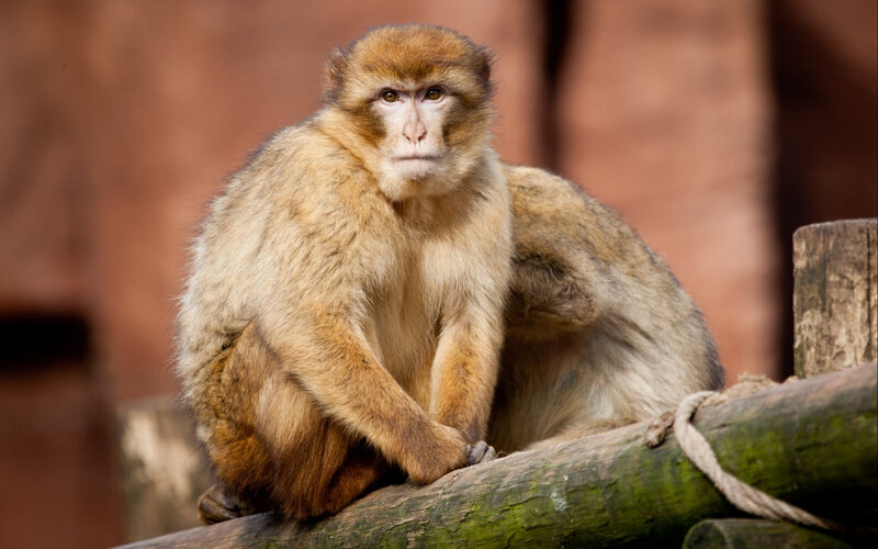 Barbary Macaque Monkey