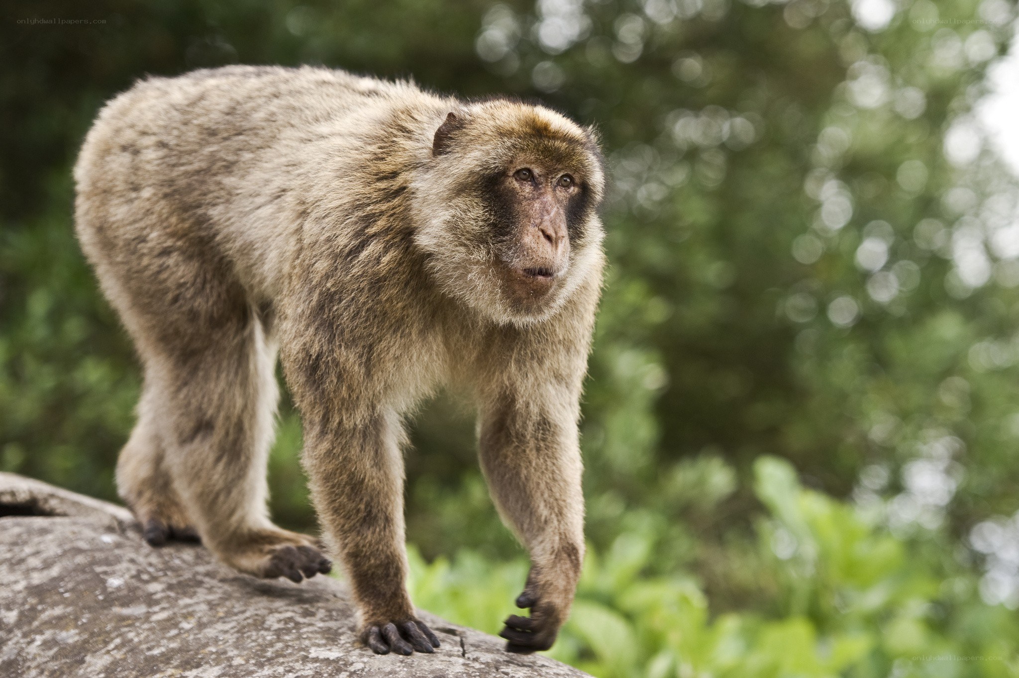 Barbary macaque on a rock