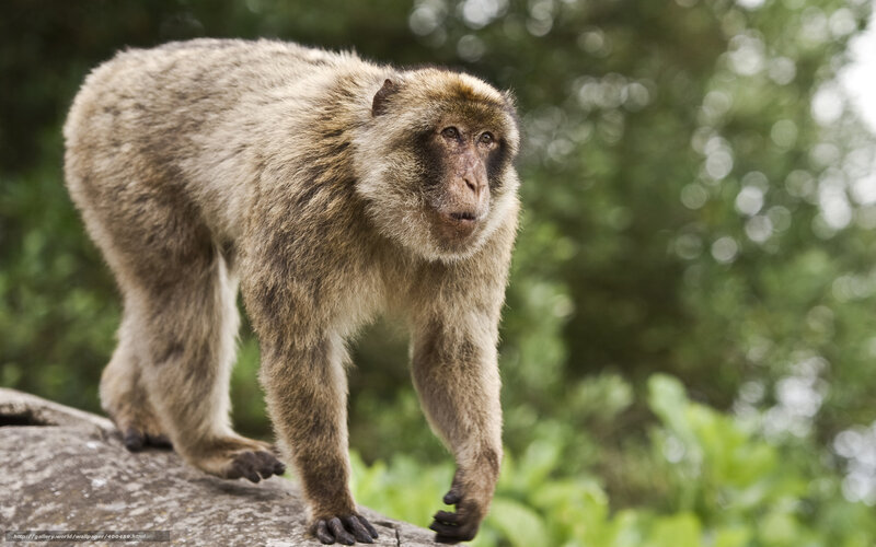 Barbary Macaque on Rock
