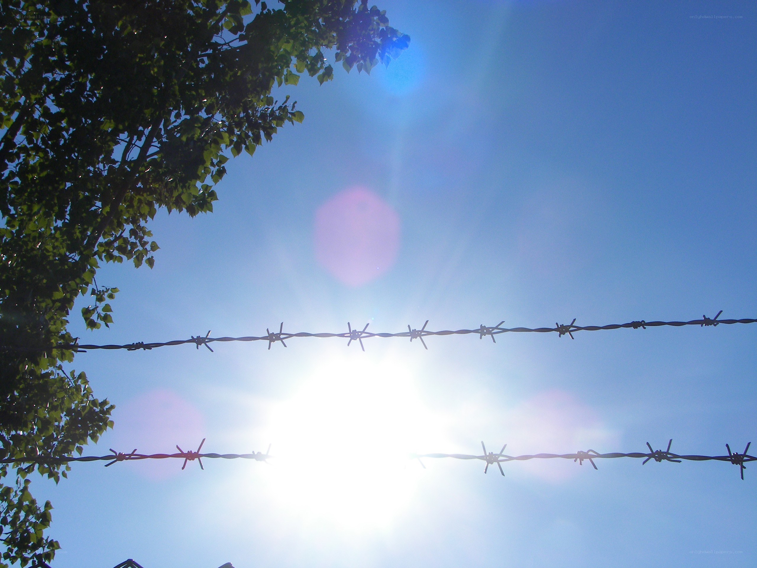 Barbed wire against the sun