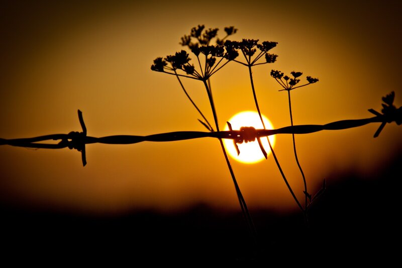 Barbed Wire and Flowers