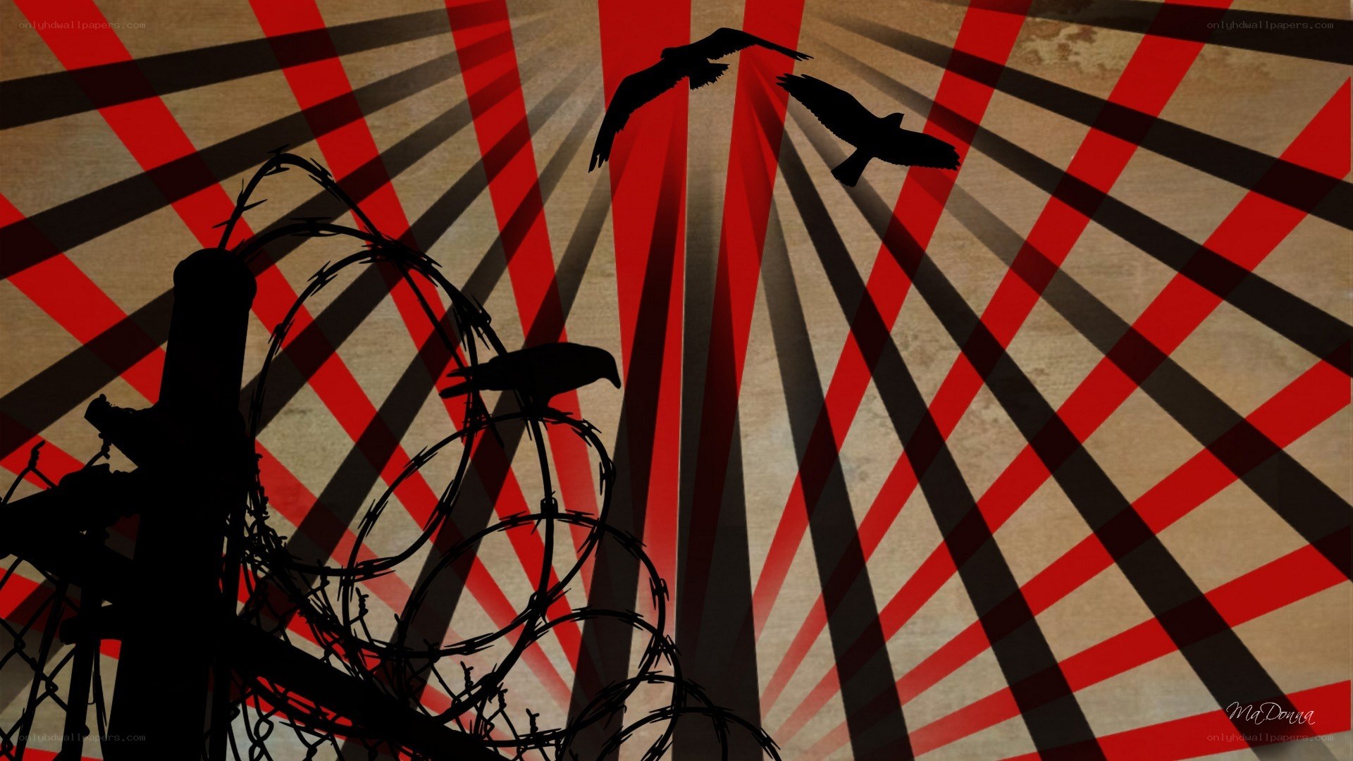 Barbed wire and flying birds