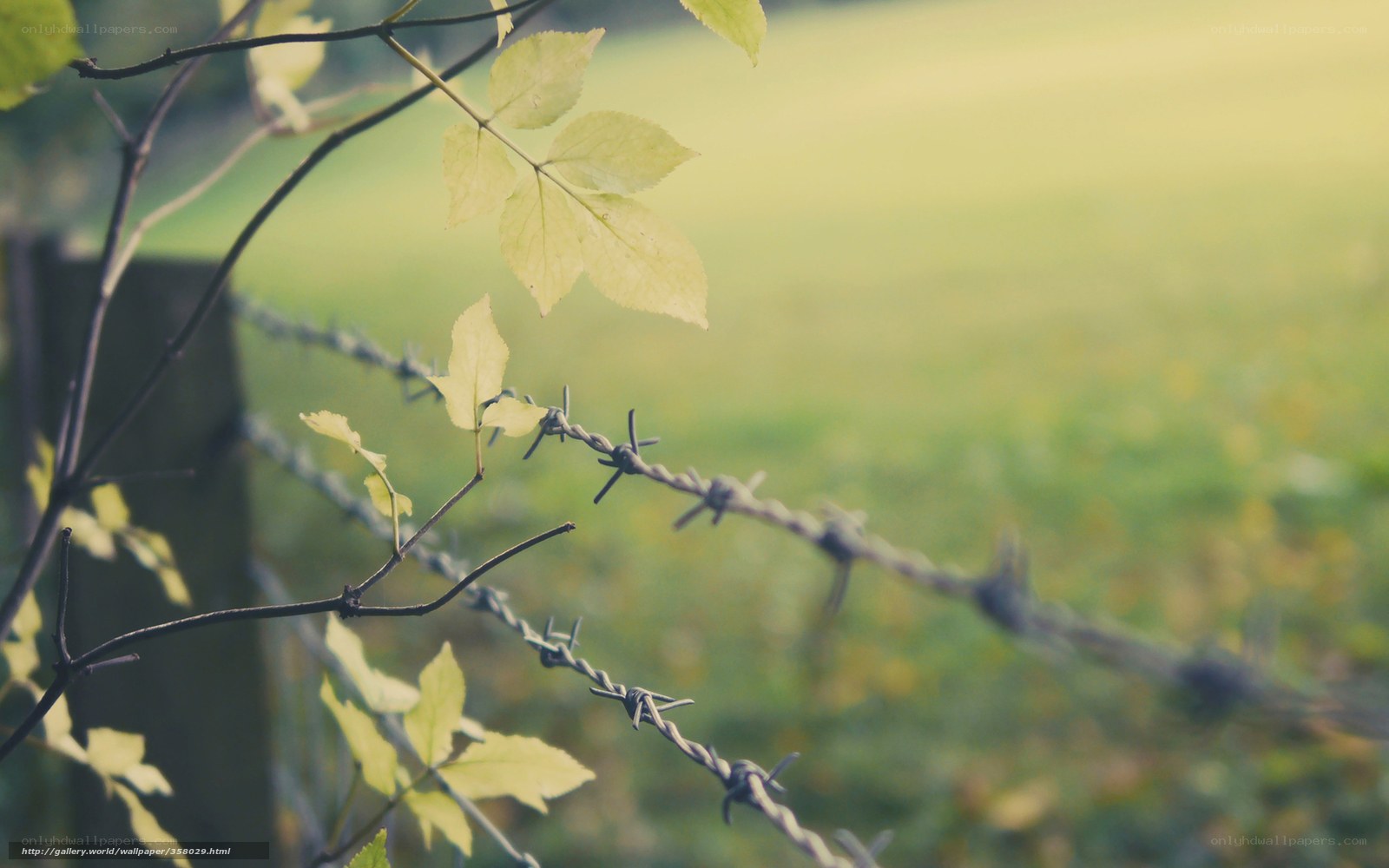 Barbed wire and green leaves