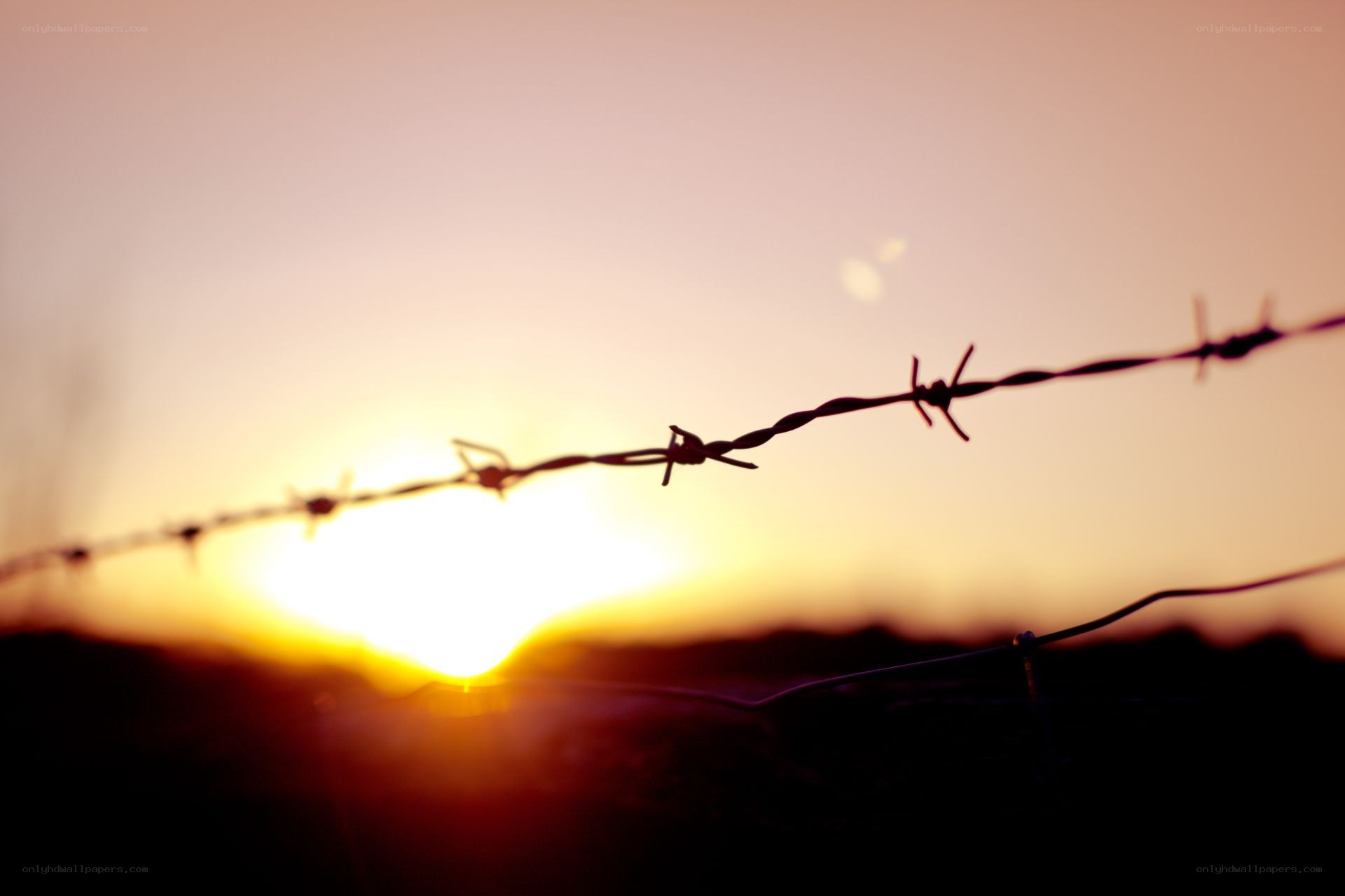 Barbed wire at sunset