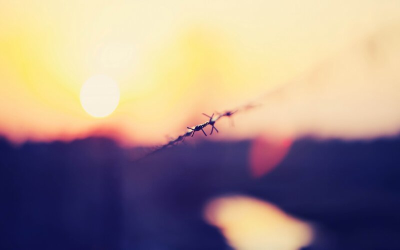Barbed Wire at Sunset — Yellow