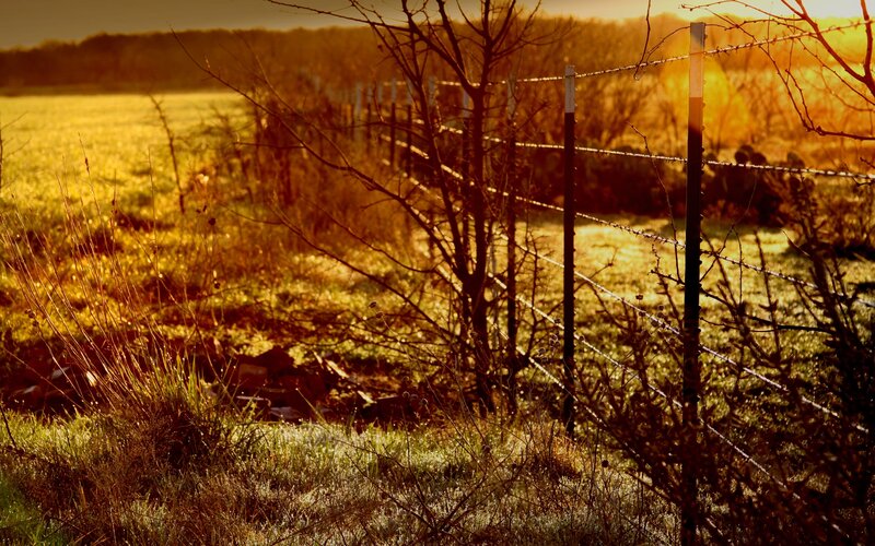 Barbed wire fence at sunset