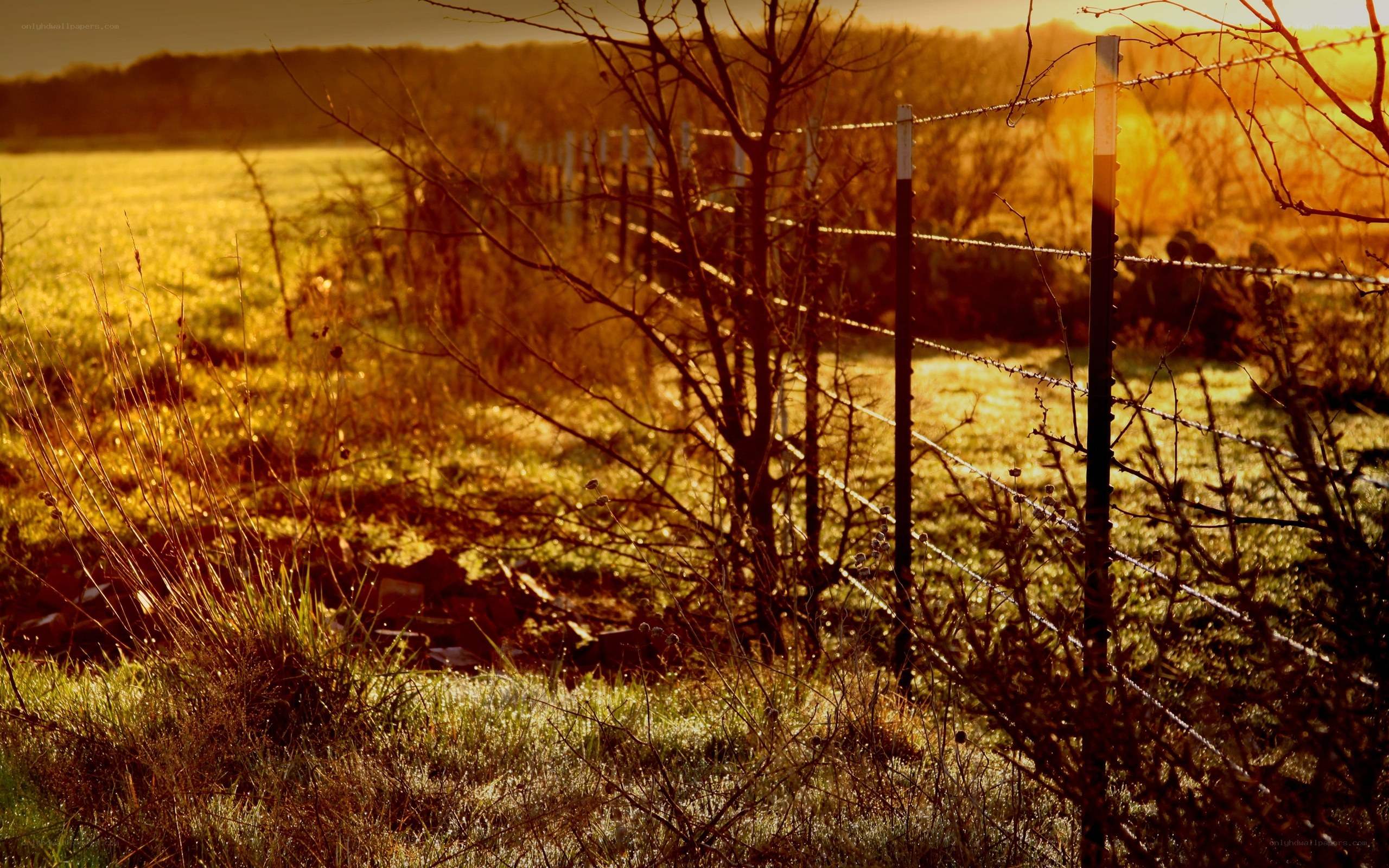 Barbed wire fence at sunset