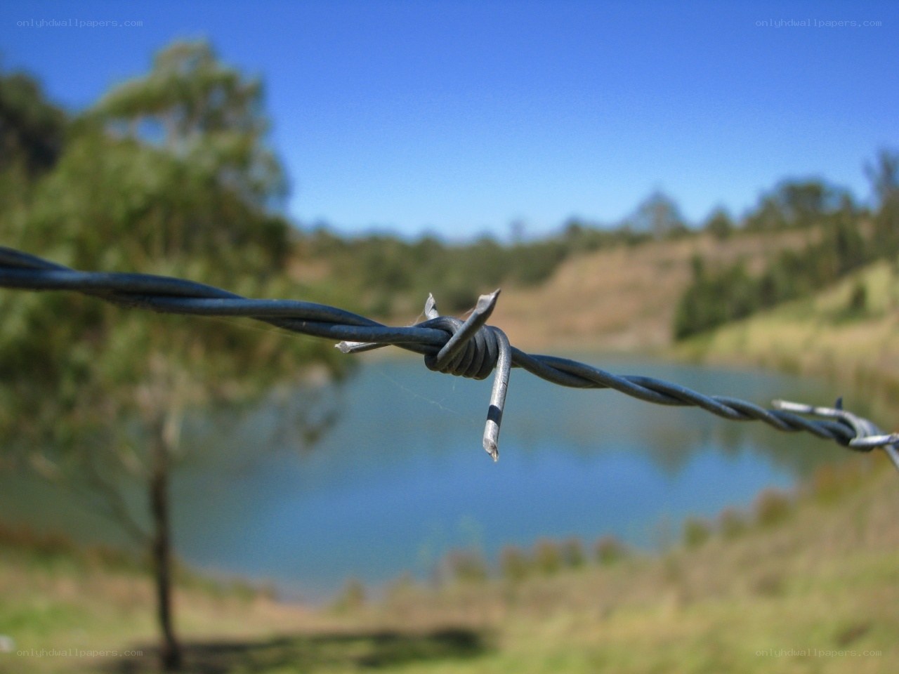 Barbed wire fence by a pond