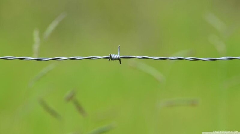Barbed Wire Fence — Green, Calm