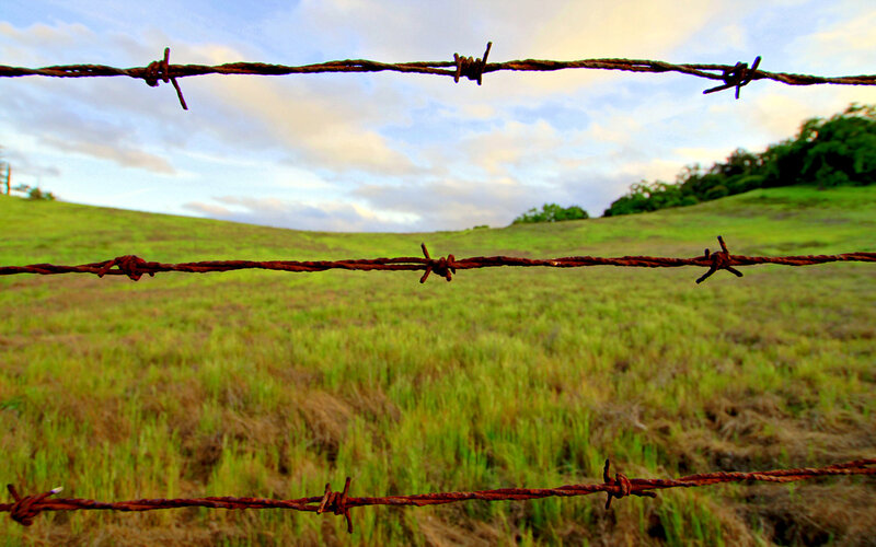 Barbed Wire Fence — Green