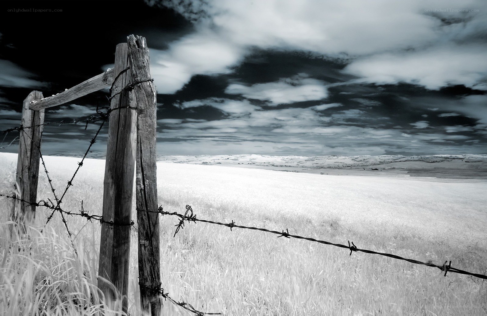 Barbed wire fence in a field