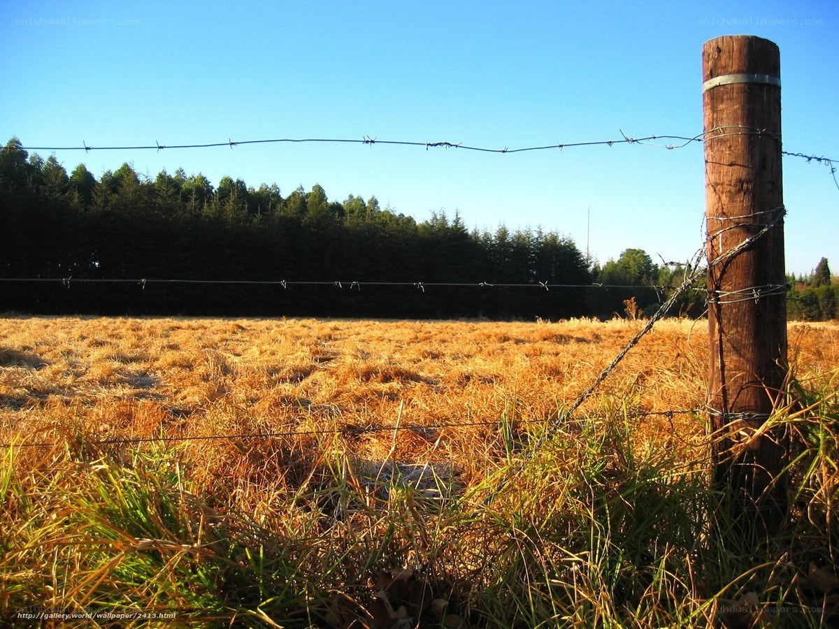 Barbed wire fence in a field