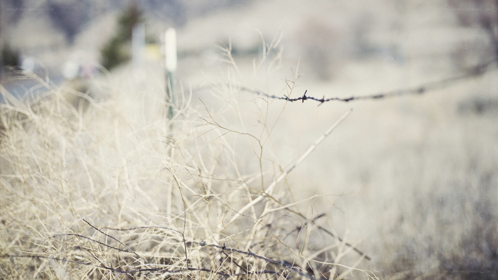 Barbed wire fence in dry grass