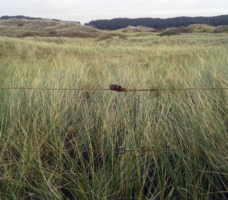 Barbed Wire Fence in Dunes