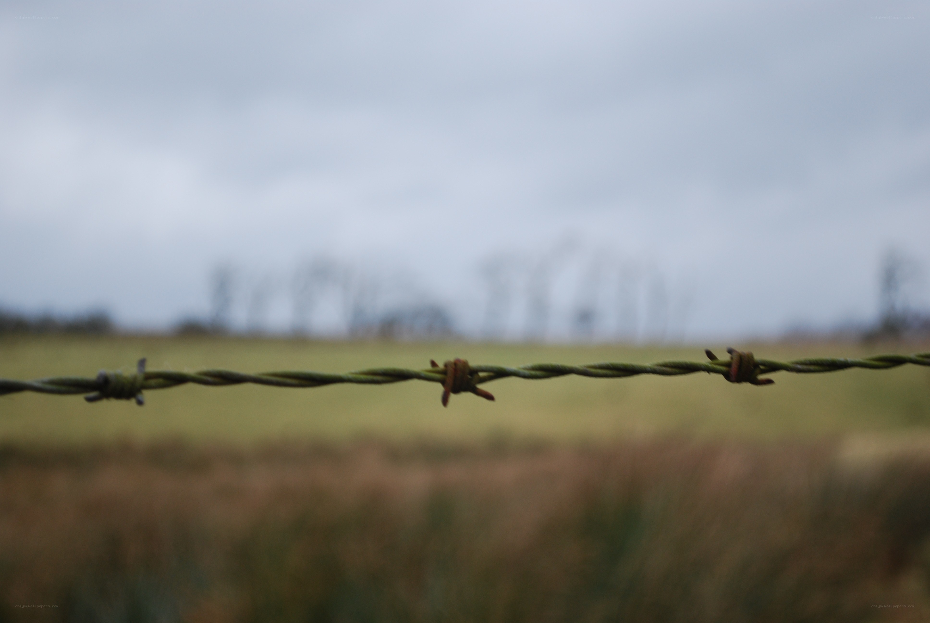 barbed wire fence in field