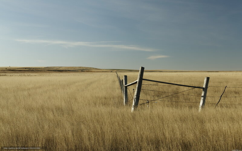 Barbed Wire Fence in Field — Brown, Serene, Afternoon, Photograph