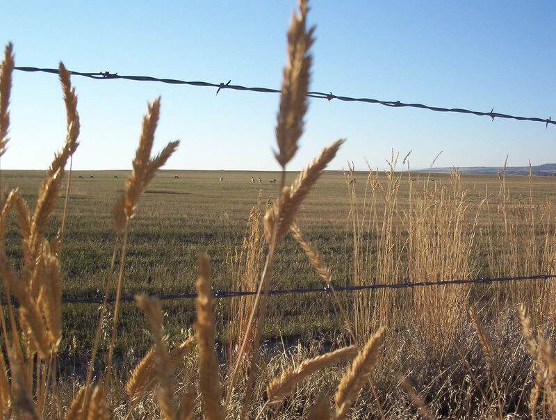 Barbed Wire Fence in Field — Brown, Serene