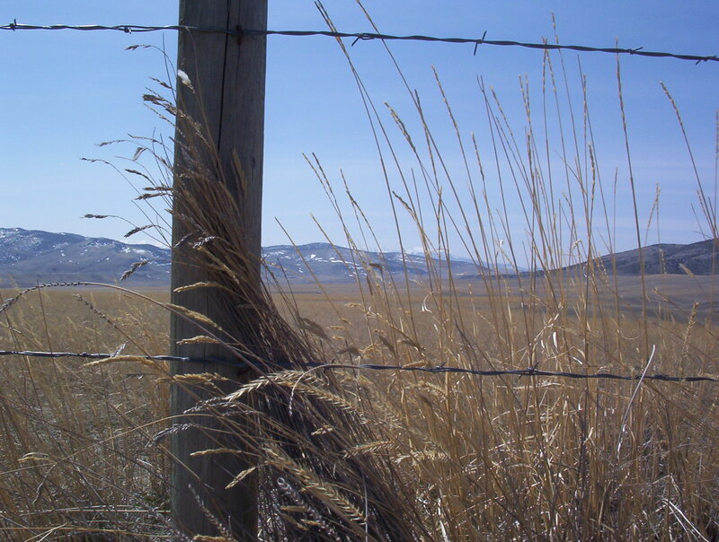 Barbed Wire Fence in Field — Brown