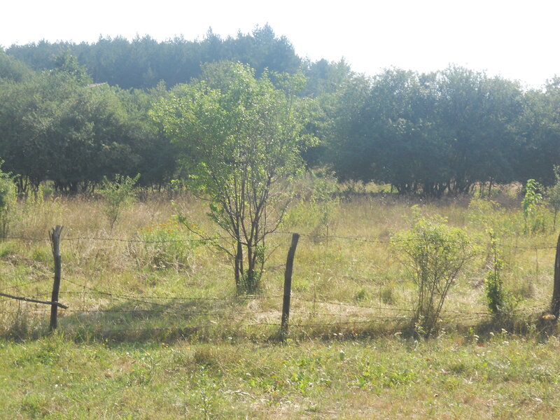 Barbed Wire Fence in Field — Green