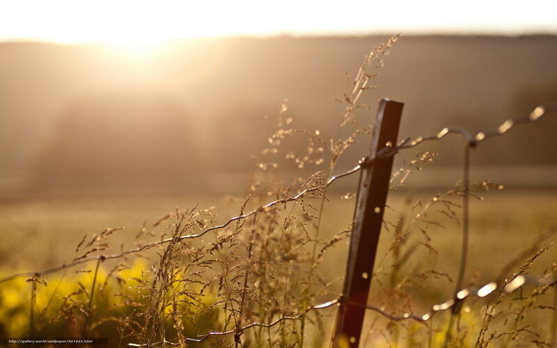 Barbed Wire Fence in Field — Yellow