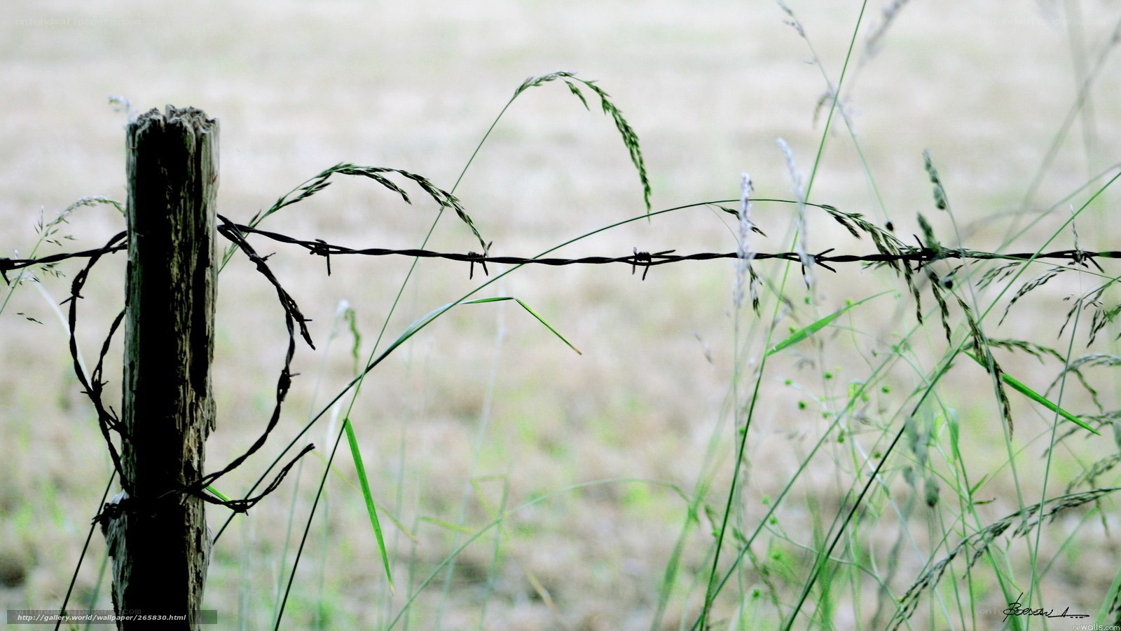barbed wire fence in field