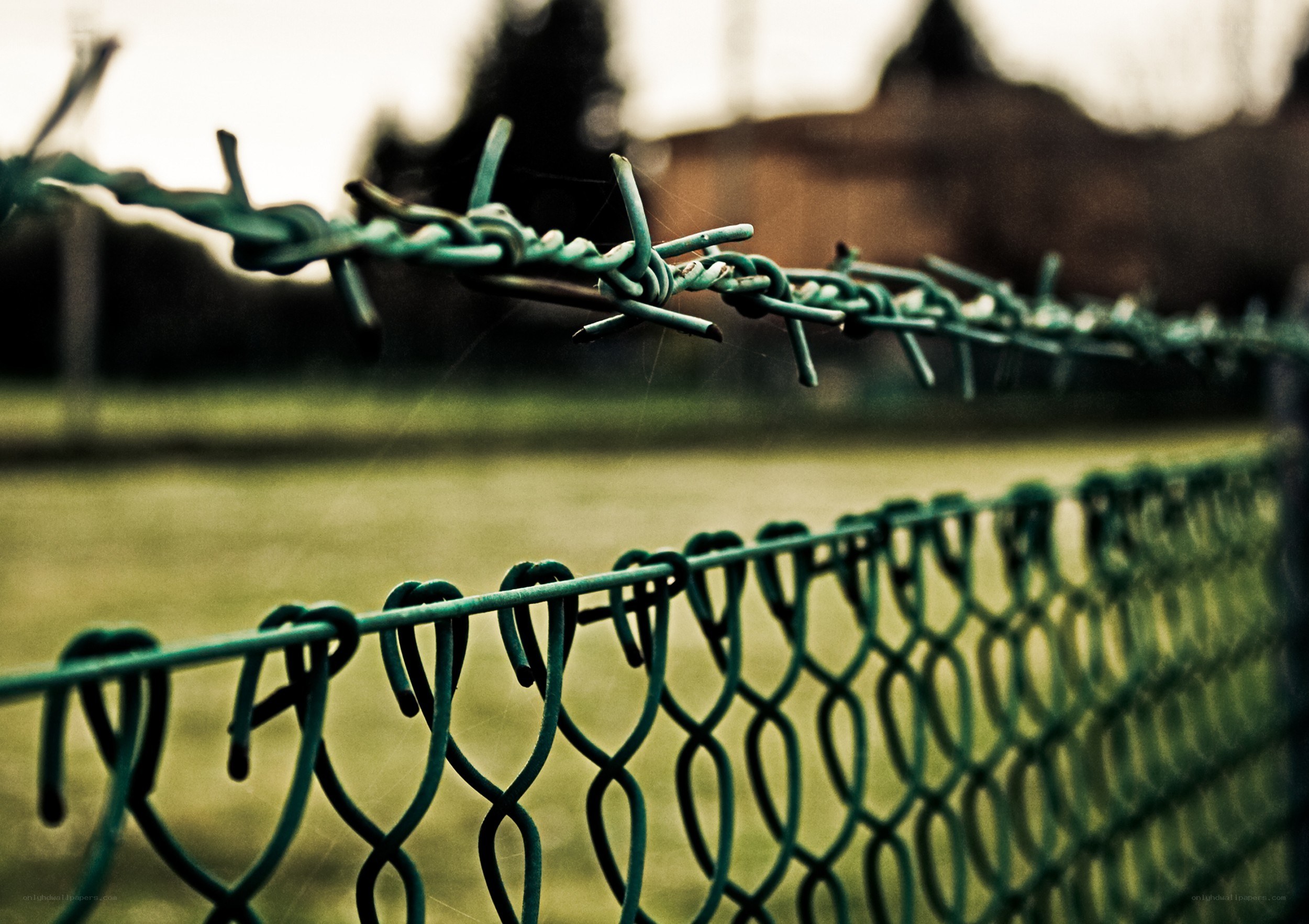 barbed wire fence in focus