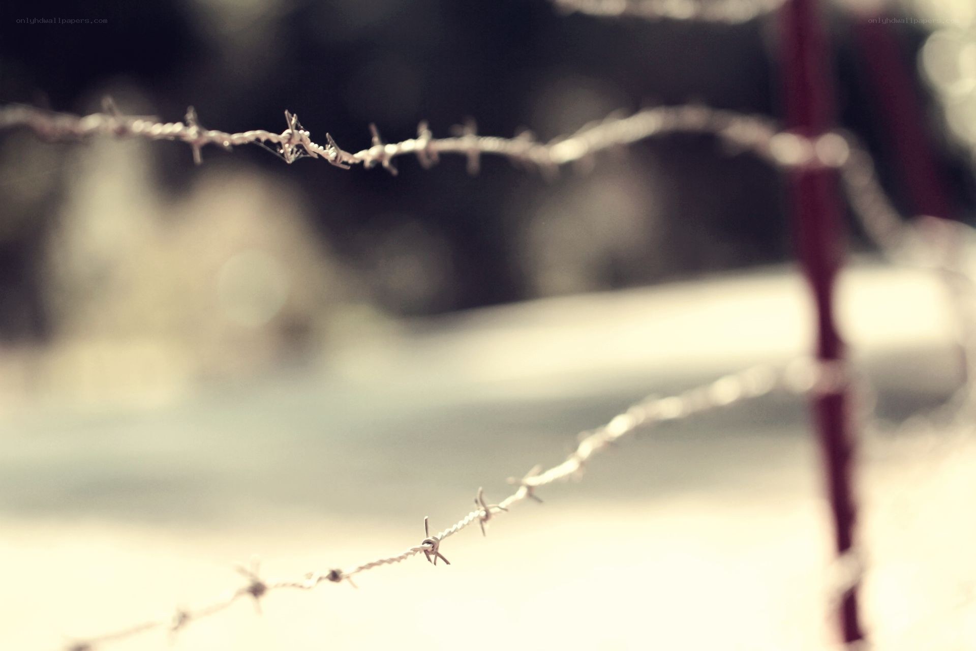 Barbed wire fence in focus