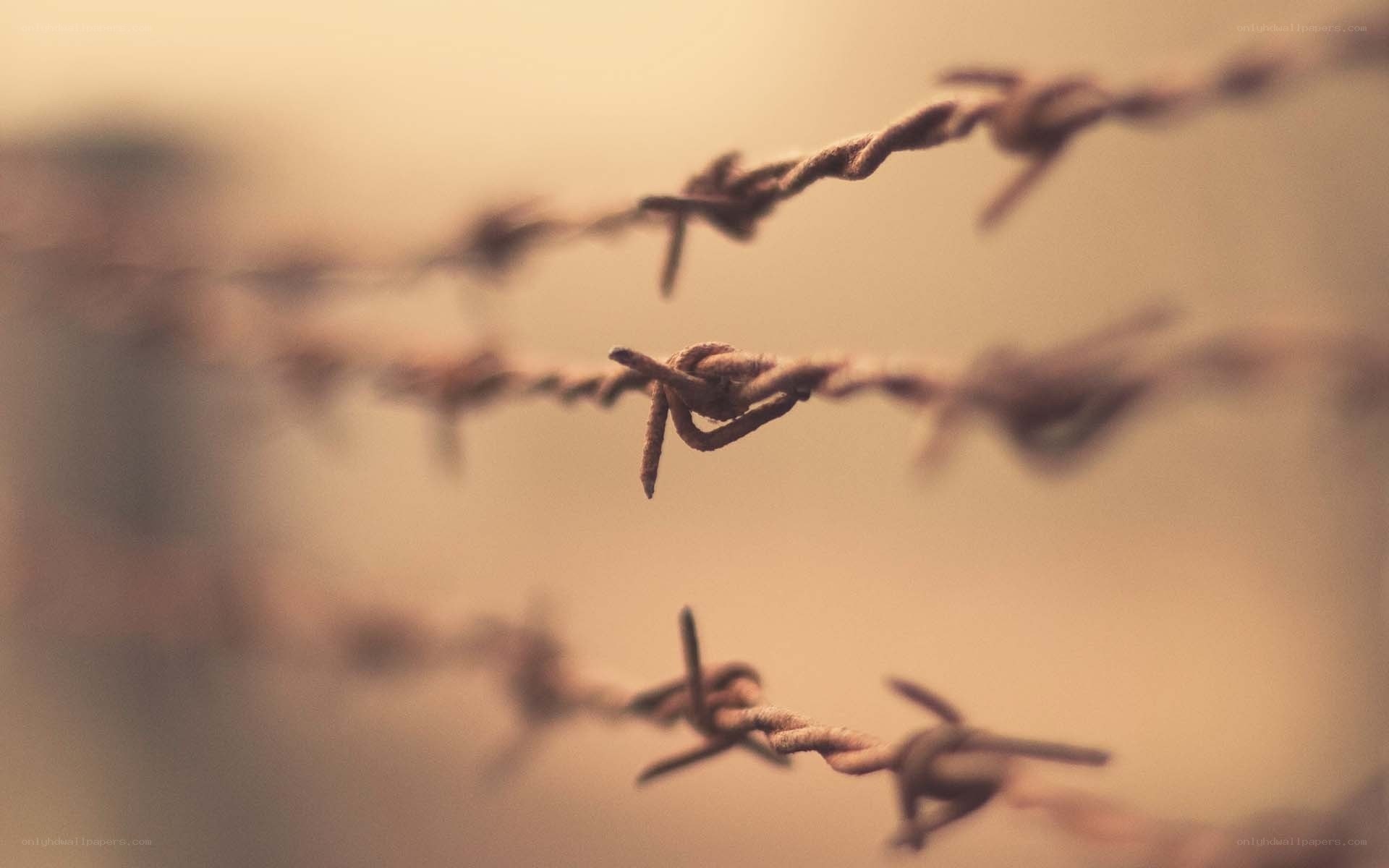 barbed wire fence in focus