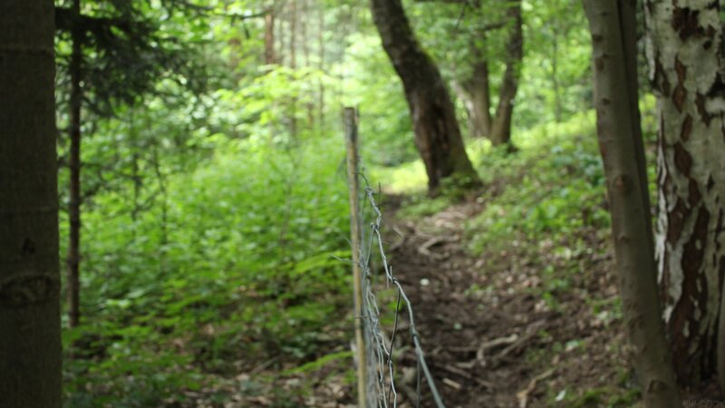 Barbed Wire Fence in Forest